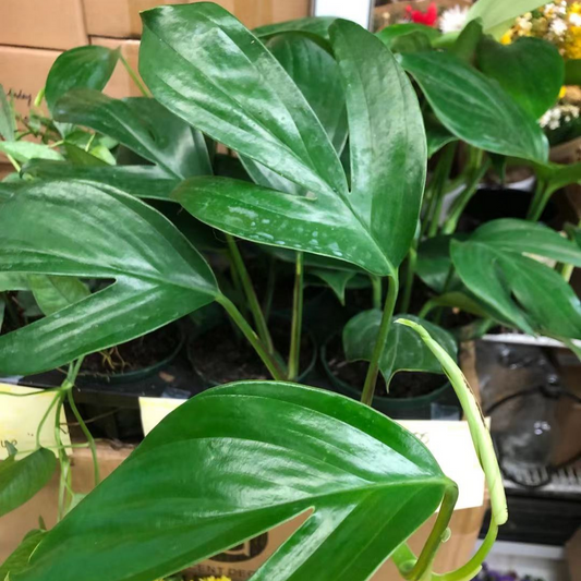 Dragon Tail Pothos in 4" Plastic Pot