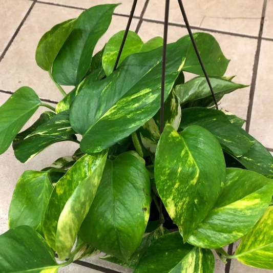 Golden Pothos in 10” Hanging Basket