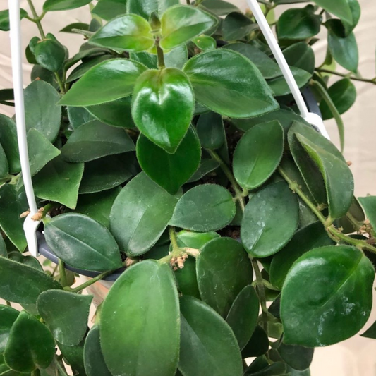 Lipstick Plant in 8” Hanging Basket