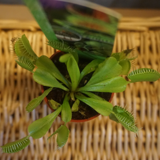Venus Flytrap in 2.25” Plastic Pot