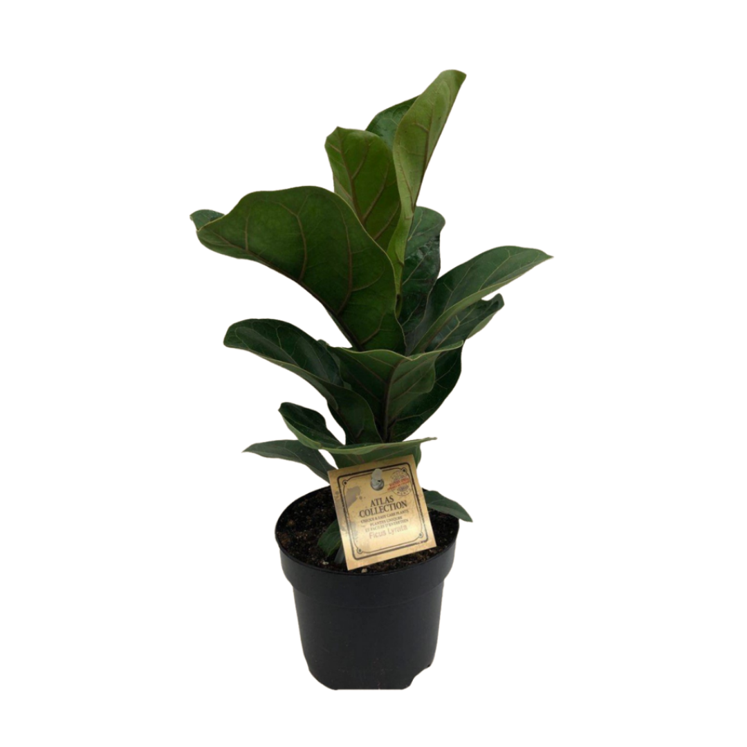 Ficus Lyrata in Plastic Pot
