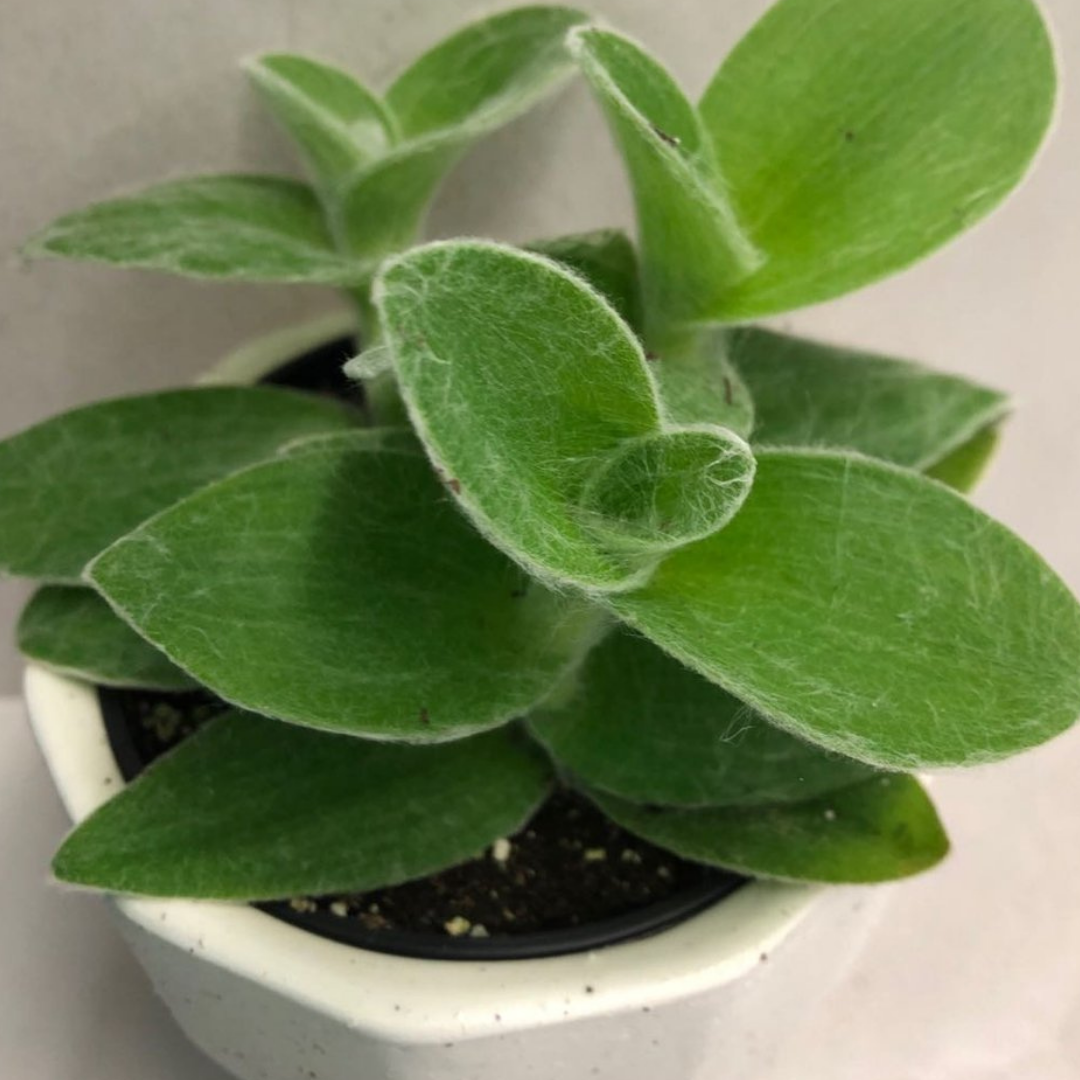 Tradescanthia White Velvet in 3.5” Plastic Pot
