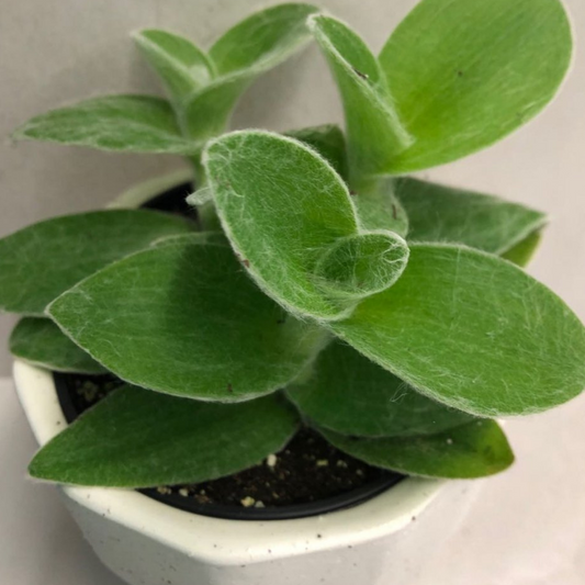 Tradescanthia White Velvet in 3.5” Plastic Pot