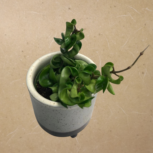 Hoya Hindu Rope in 4” Plastic Pot