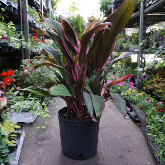 Cordyline in 10" Plastic Pot