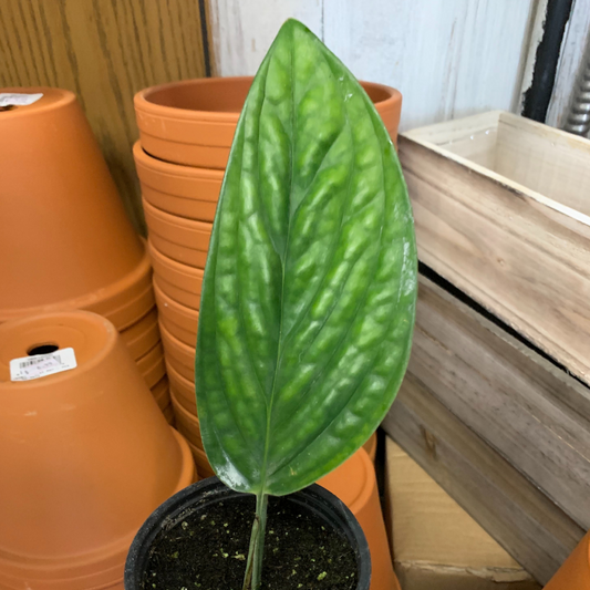 Monstera Peru in 3.5” Plastic Pot