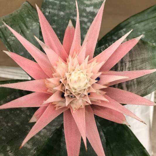 Aechmea Fasciata in 6" Plastic Pot