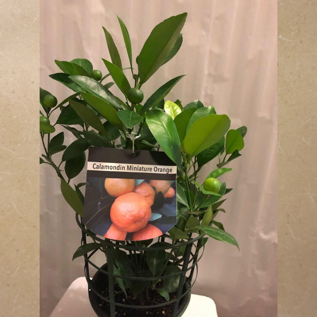 Calamondin Miniature Oranges with Fruits in 7” Plastic Pot