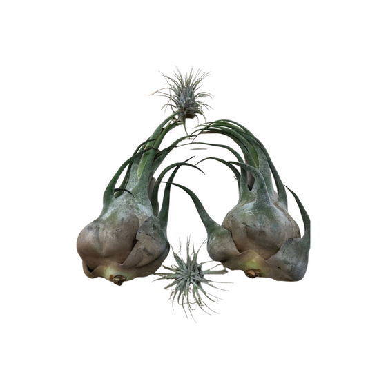 Large Air Plant - Tillandsia Seleriana