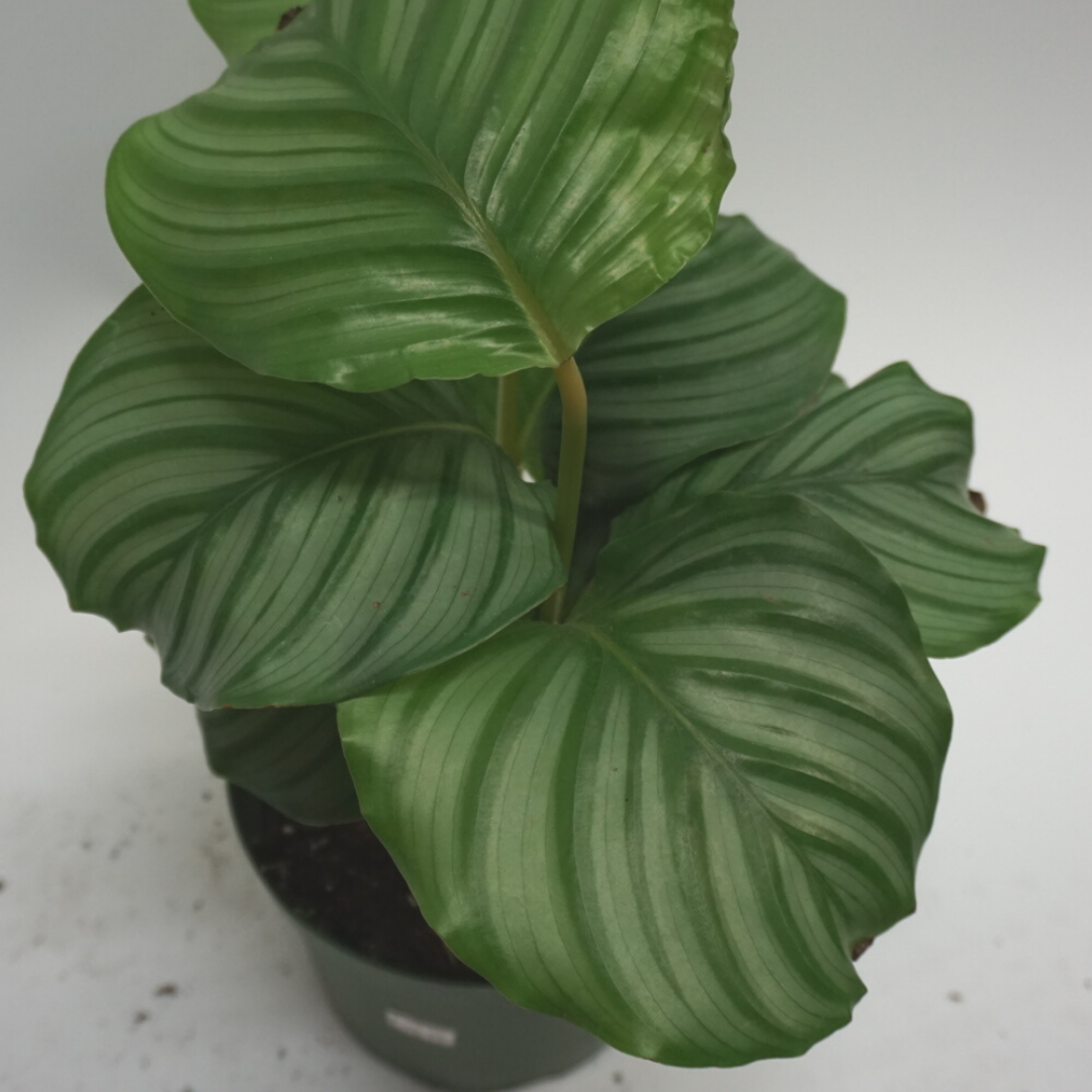 Calathea Orbifolia in Plastic Pot