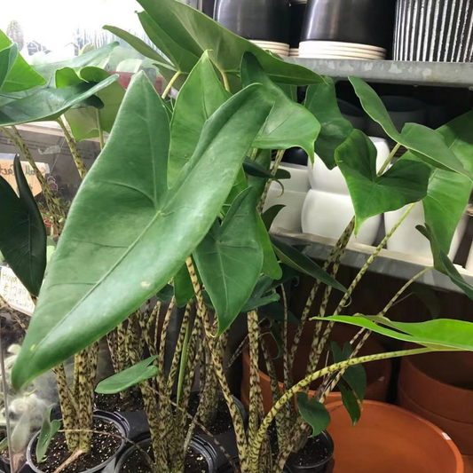 Alocasia Zebrina in 6” Plastic Pot