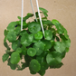 Marsh Pennywort in 6” Hanging Basket