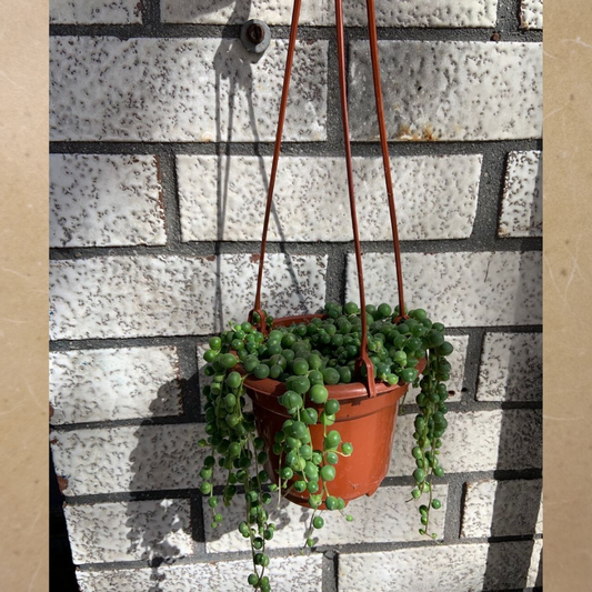 String of Pearls in Hanging Basket
