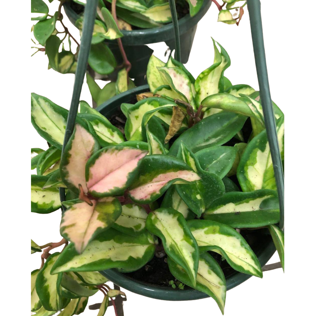 Variegated Hoya Plant in 8" Hanging Basket