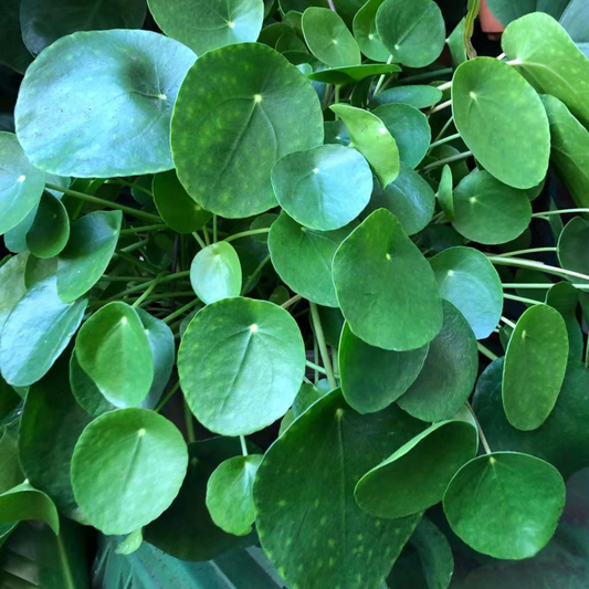 Pilea in Hanging Basket