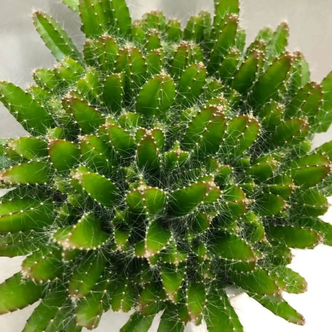 Dragon Fruit Cactus in 5” Plastic Pot
