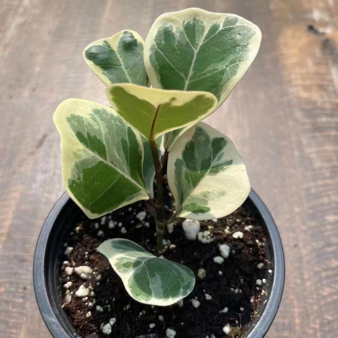 Ficus Triangularis in 3.5” Plastic Pot