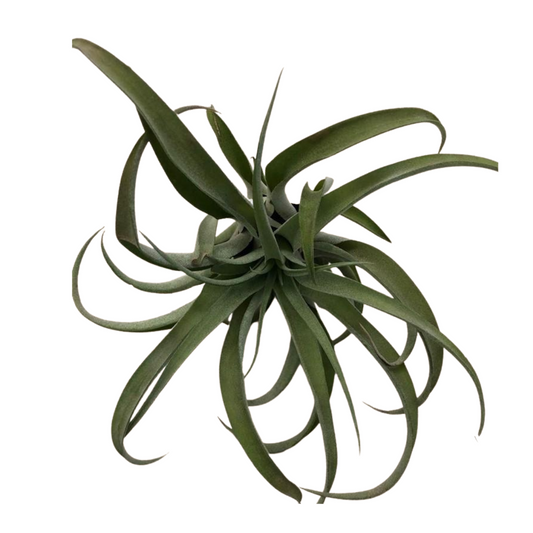 Large Air Plant - Tillandsia Utriculata