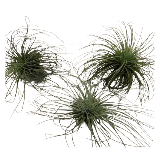 Small Air Plant - Ionantha