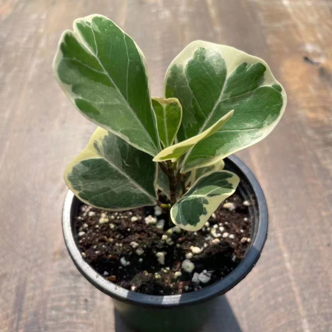 Ficus Triangularis in 3.5” Plastic Pot