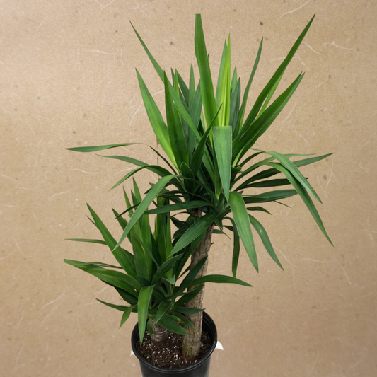 Yucca (2 stems) in 8" Plastic Pot