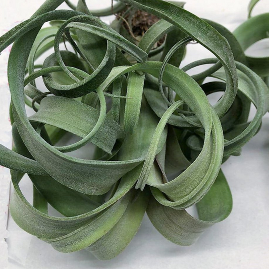 3 Large Air Plants for $50