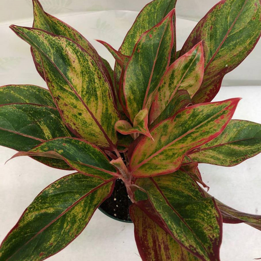 Red Chinese Evergreen in Plastic Pot