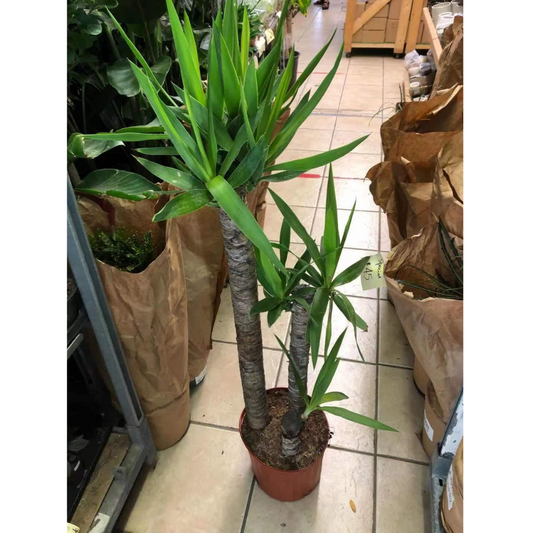 Yucca (3 stems) in Plastic Pot