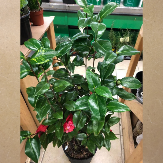 Camellia in 10” Plastic Pot