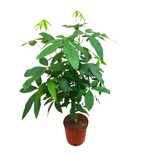 Money Tree in 10" Plastic Pot