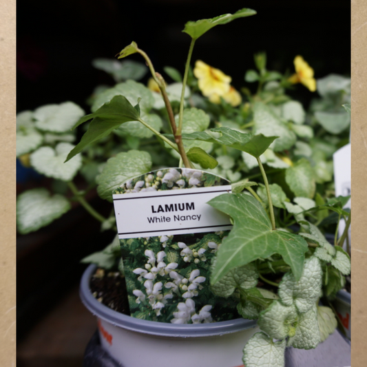 Lamium White in Plastic Pot