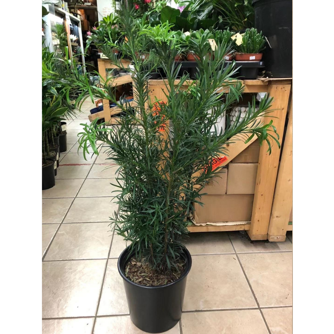 Podocarpus Maki Bush in 10” Plastic Pot