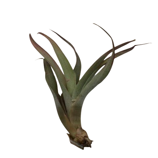 Small Air Plant - Red Ionantha