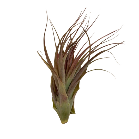 Large Air Plant - Tillandsia Tricolor Melanocrater