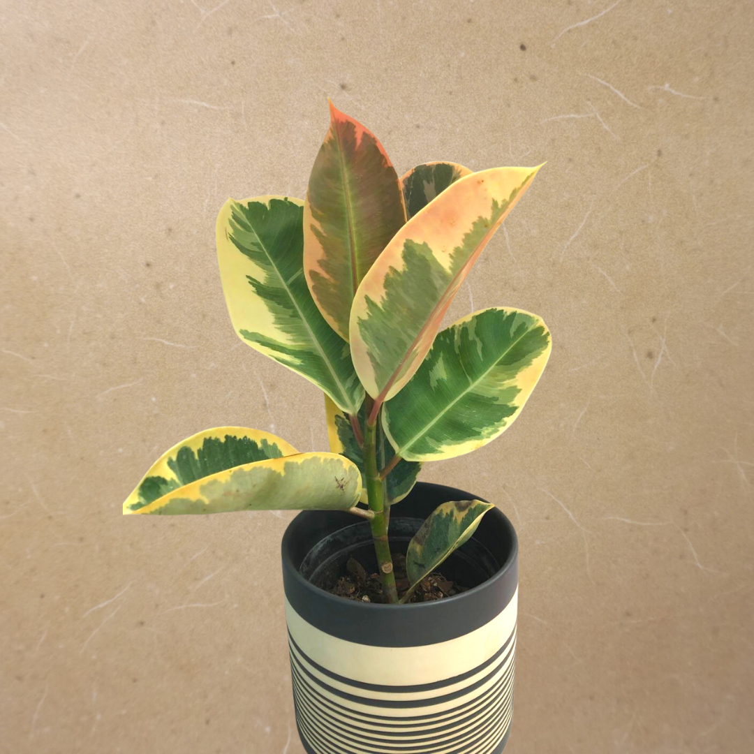 Rubber Plant Tineke in Plastic Pot