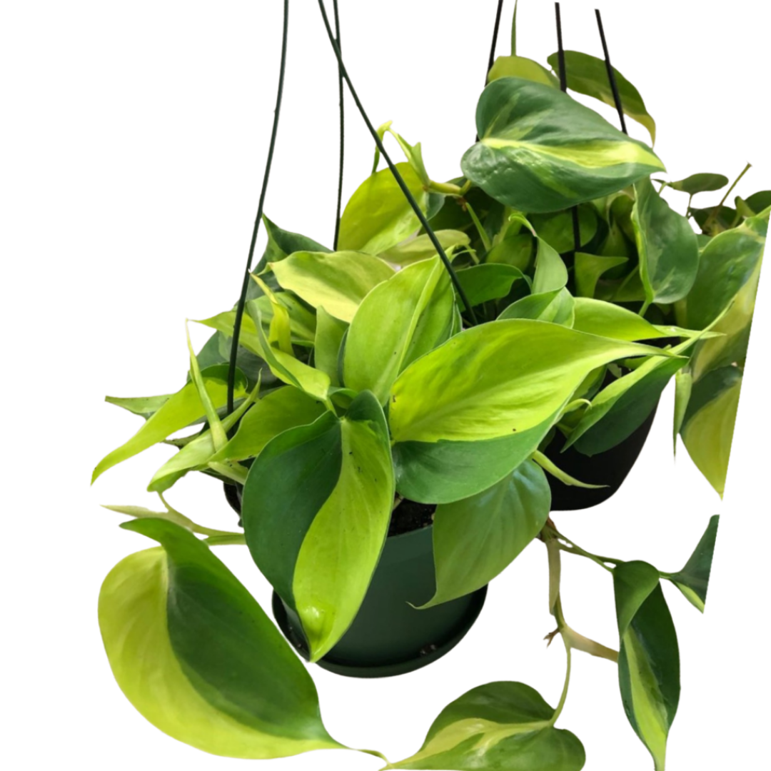 Philodendron Brazil in 6” Hanging Basket