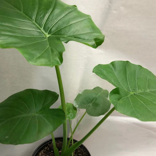 Alocasia Odora in 6” Plastic Pot