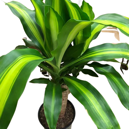 Dracaena Mass Cane in 7” Plastic Pot