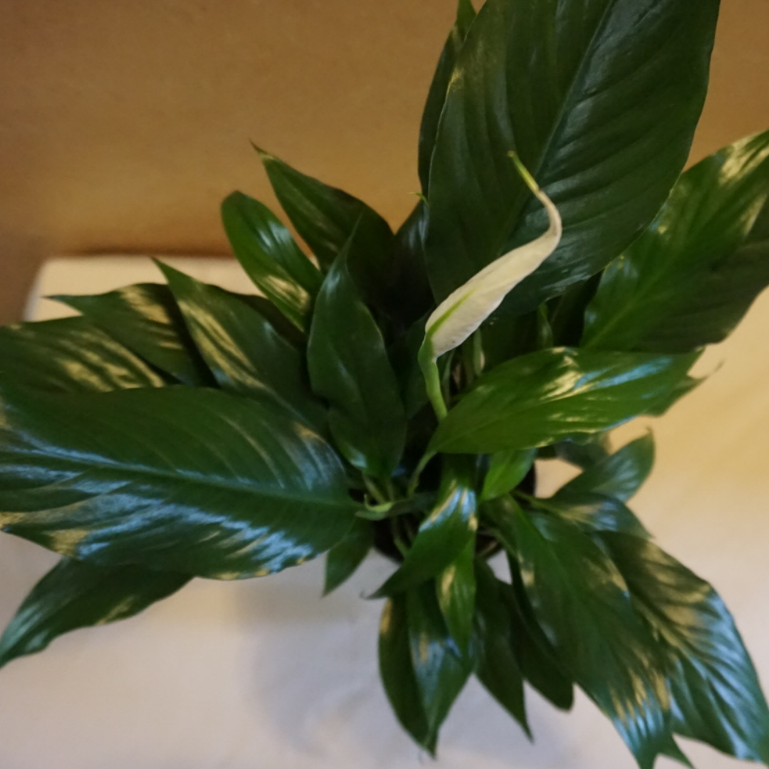 Peace Lily in Plastic Pot