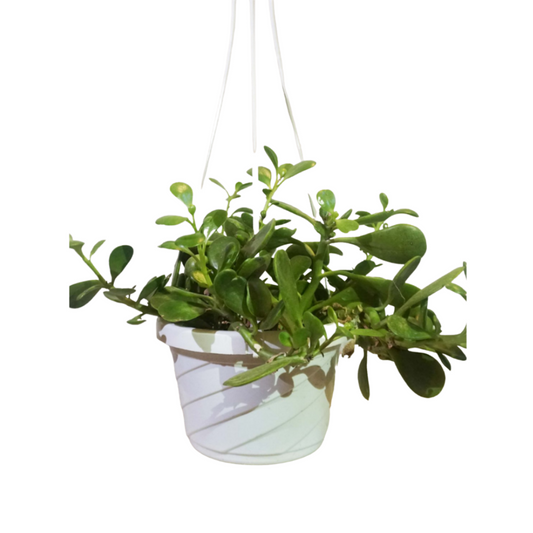 Trailing Jade in 6" Hanging Basket