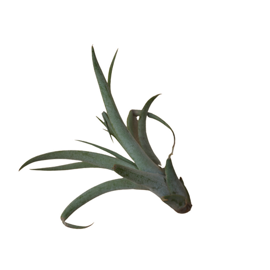 Small Air Plant - Medusa
