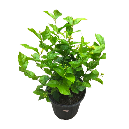 Jasmine Sambac in 7” Plastic Pot