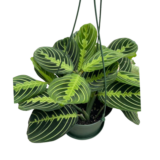 Prayer Plant - Lime in 6” Plastic Pot or Hanging Basket