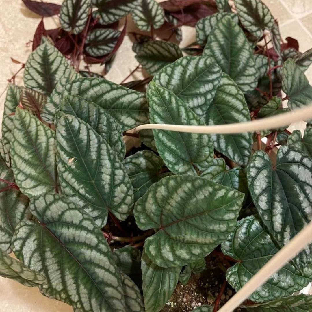 Rex Begonia (Cissus Discolour) in 8” Hanging Basket