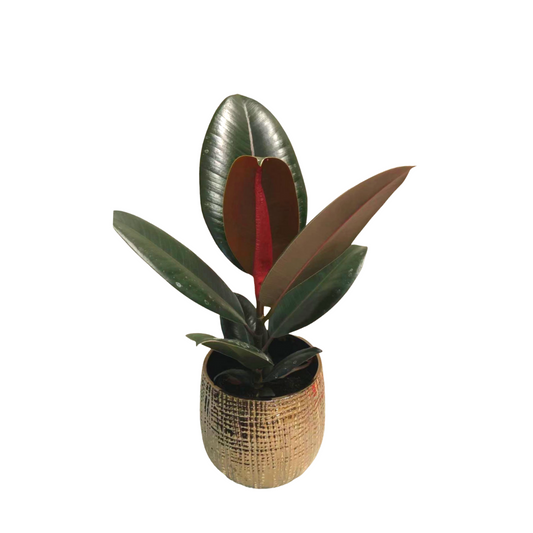 Rubber Plant Burgundy in Plastic Pot