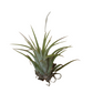 Small Air Plant - Stricta