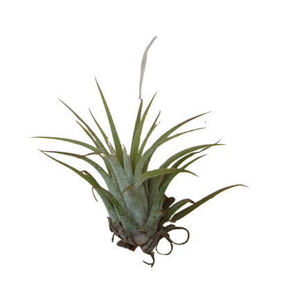 Small Air Plant - Stricta