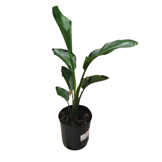 Birds of Paradise in 7” Plastic Pot