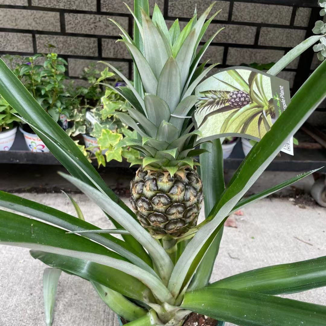 Large Pineapple Plant in 6” Plastic Pot
