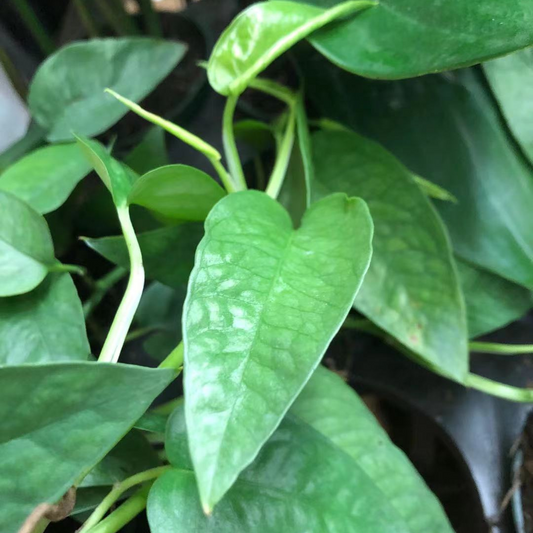 Cebu Blue Pothos in 4" Plastic Pot